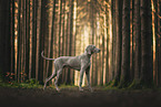 Weimaraner