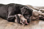 Labrador and Weimaraner