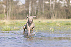 Weimaraner