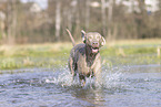 Weimaraner