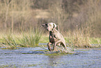 Weimaraner