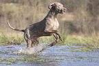 Weimaraner