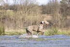 Weimaraner