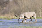 Weimaraner