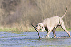 Weimaraner