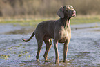 Weimaraner