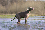 Weimaraner