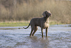 Weimaraner