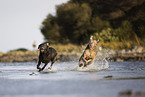 Labrador and Weimaraner