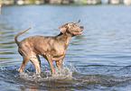 Weimaraner at the water