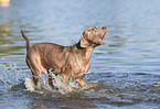 Weimaraner at the water