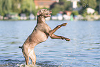 Weimaraner at the water