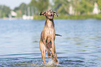 Weimaraner at the water