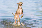 Weimaraner at the water