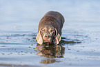 Weimaraner at the water