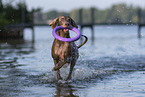 Weimaraner at the water