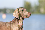 Weimaraner at the water