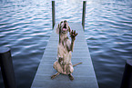 Weimaraner at the water
