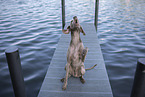 Weimaraner at the water