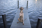 Weimaraner at the water