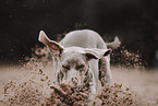 Weimaraner