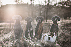 5 dogs