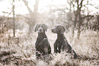 2 Weimaraner