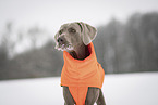 male Weimaraner