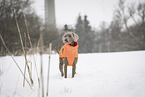 male Weimaraner