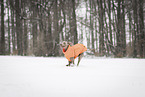 male Weimaraner