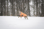 male Weimaraner