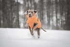 male Weimaraner