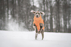 male Weimaraner