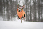 male Weimaraner