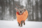 male Weimaraner