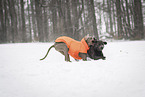 2 dogs