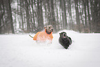 2 dogs