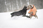 2 dogs
