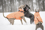 3 dogs