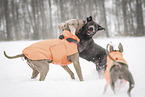 3 dogs