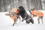 3 dogs
