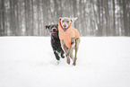 2 dogs