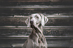 female Weimaraner