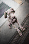 Weimaraner Puppy