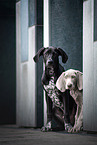 2 dogs