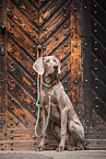 sitting Weimaraner