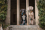 2 dogs