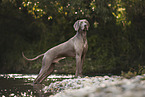 adult Weimaraner