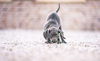 Weimaraner Puppy