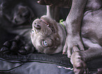 Weimaraner Puppy